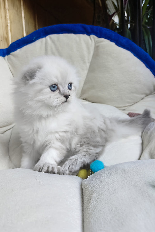 Dominik | Scottish Fold Longhair Kitten