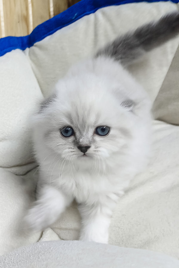 Dominik | Scottish Fold Longhair Kitten