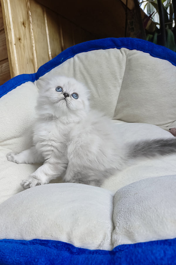 Dominik | Scottish Fold Longhair Kitten