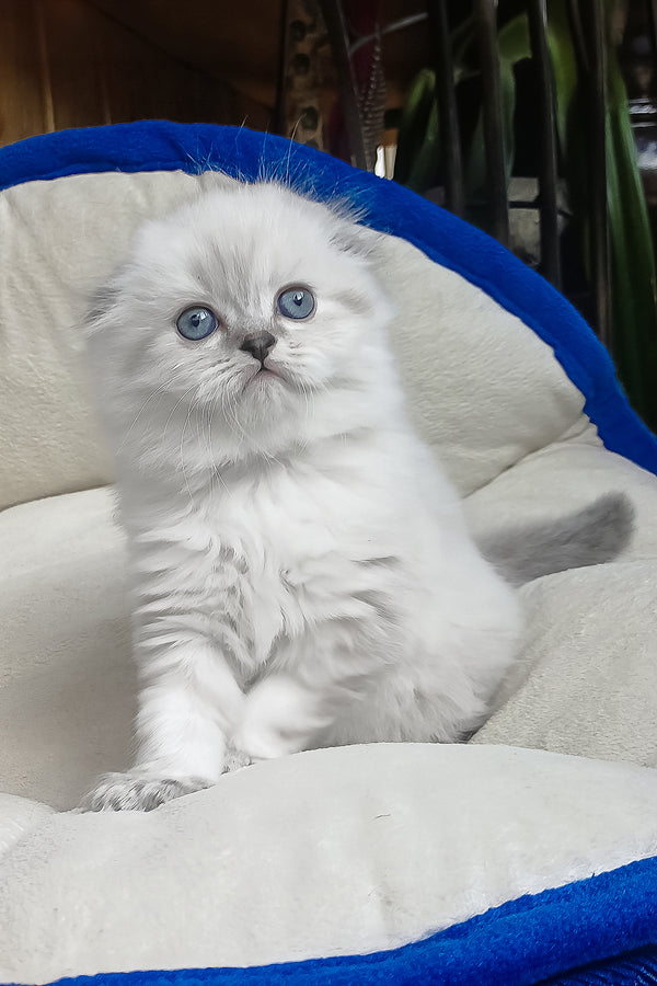 Dominik | Scottish Fold Longhair Kitten