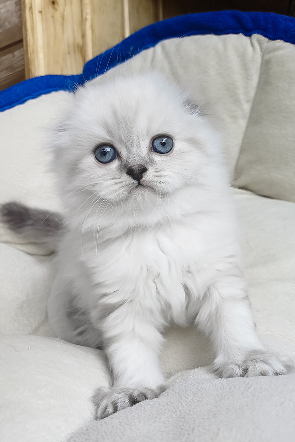 Dominik | Scottish Fold Longhair Kitten