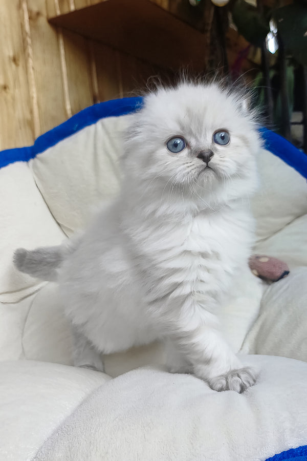 Dominik | Scottish Fold Longhair Kitten