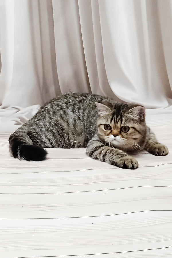 Dominika | Exotic Shorthair Kitten