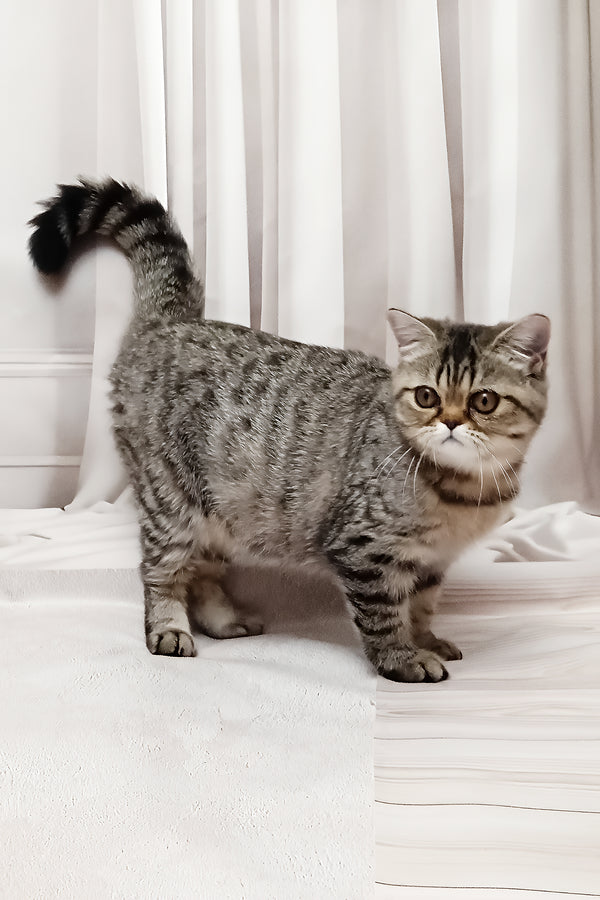 Dominika | Exotic Shorthair Kitten