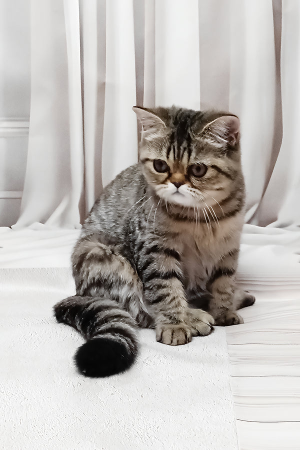 Dominika | Exotic Shorthair Kitten