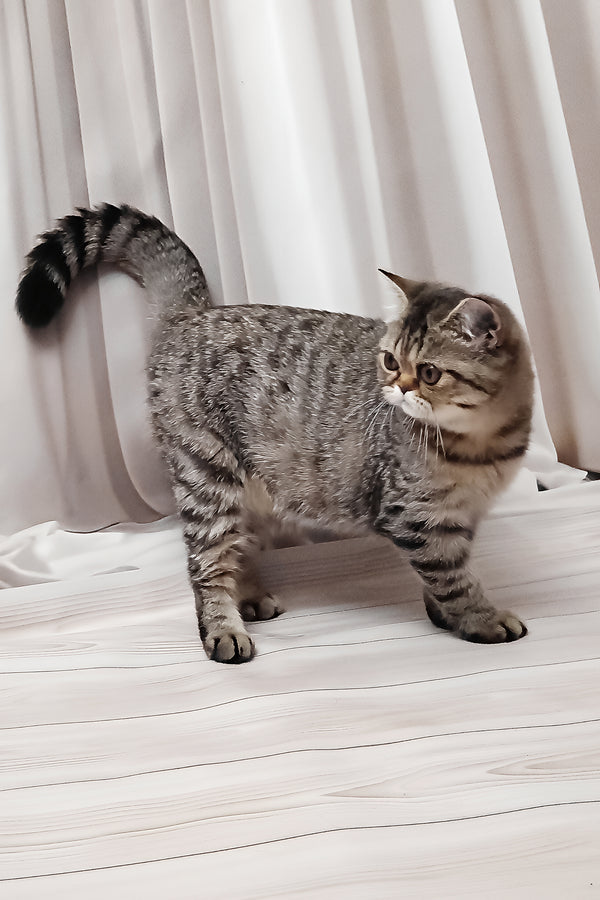 Dominika | Exotic Shorthair Kitten