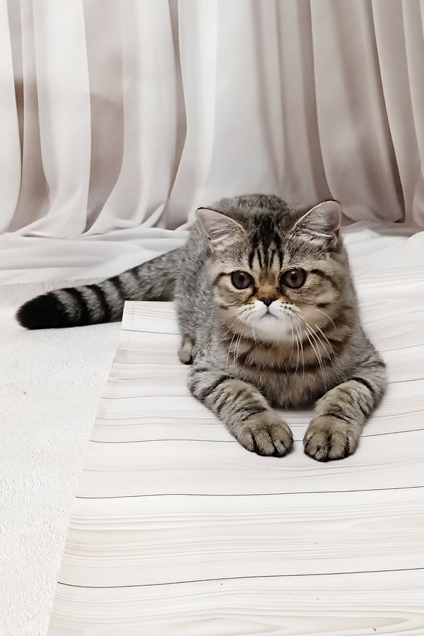 Dominika | Exotic Shorthair Kitten