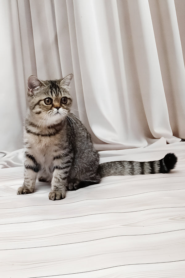 Dominika | Exotic Shorthair Kitten