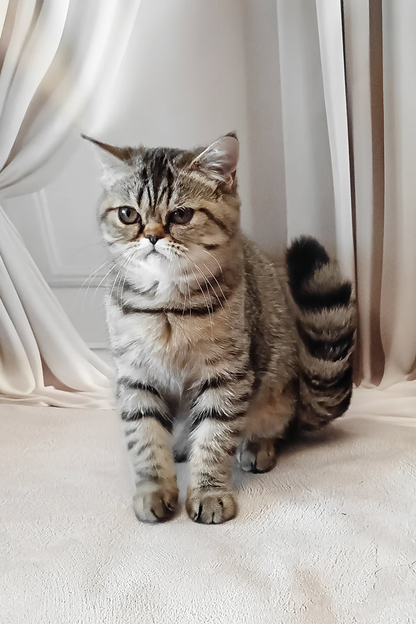 Dominika | Exotic Shorthair Kitten