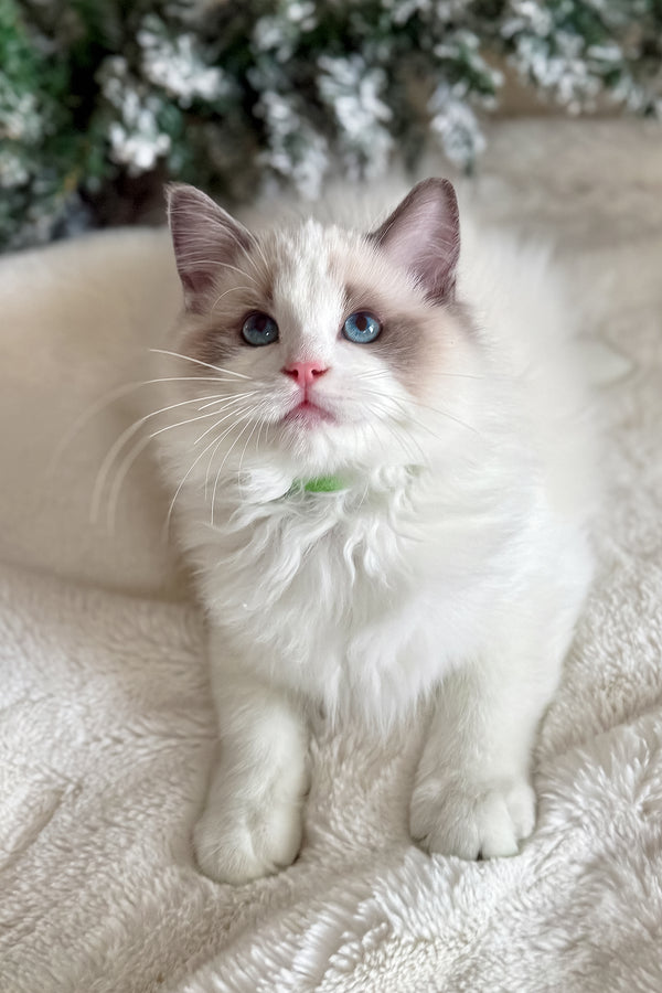 Don | Ragdoll Kitten