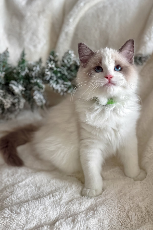 Don | Ragdoll Kitten
