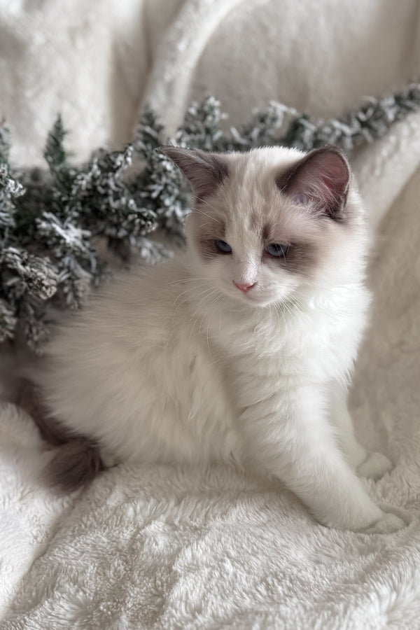 Don | Ragdoll Kitten