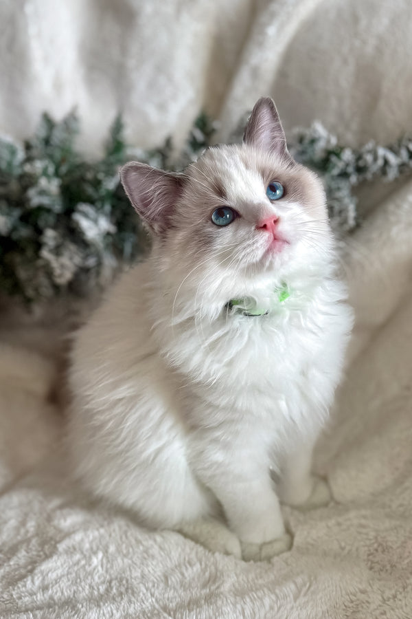 Don | Ragdoll Kitten