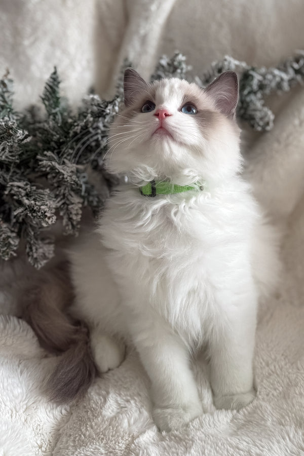 Don | Ragdoll Kitten
