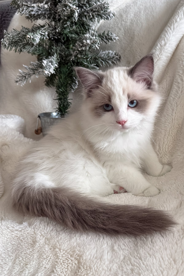 Don | Ragdoll Kitten