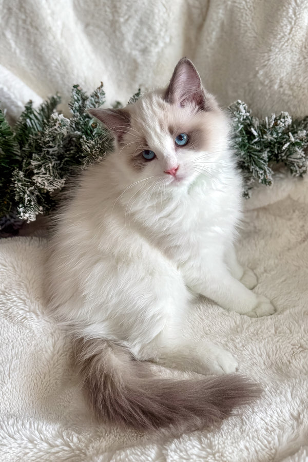 Don | Ragdoll Kitten