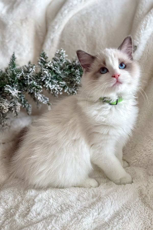 Don | Ragdoll Kitten