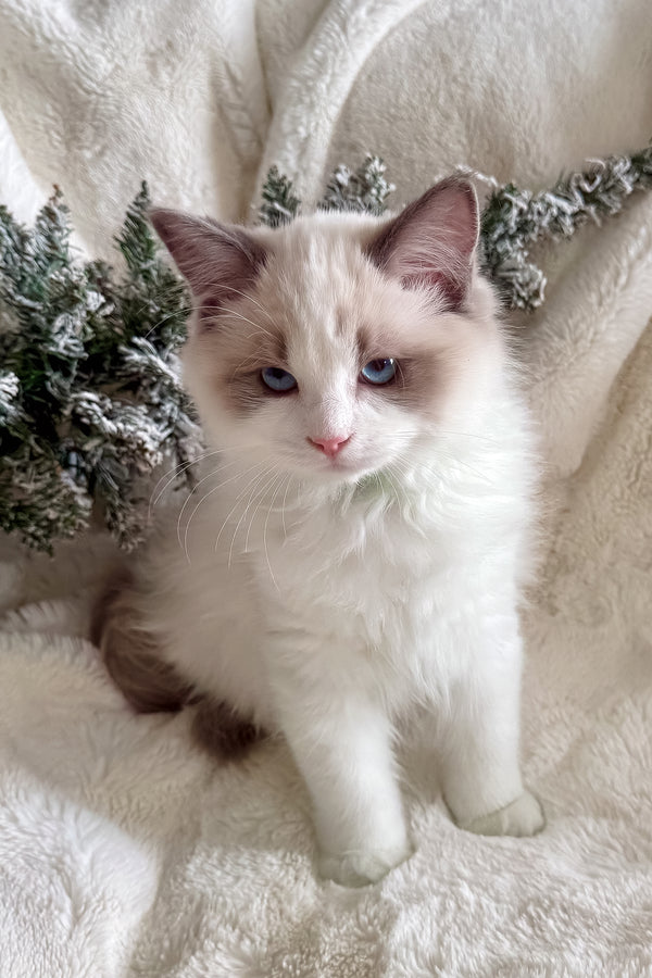 Don | Ragdoll Kitten