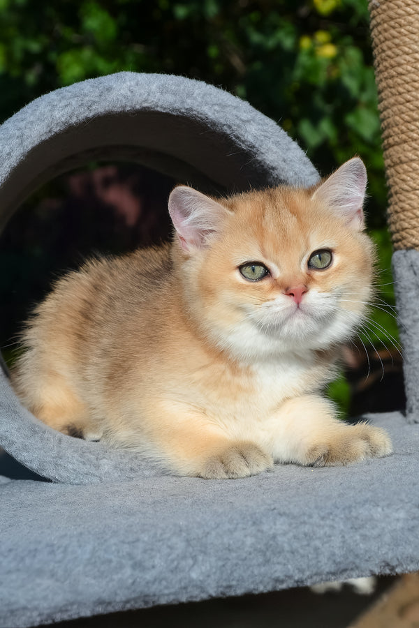 Don | Scottish Straight Kitten