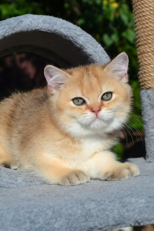 Don | Scottish Straight Kitten