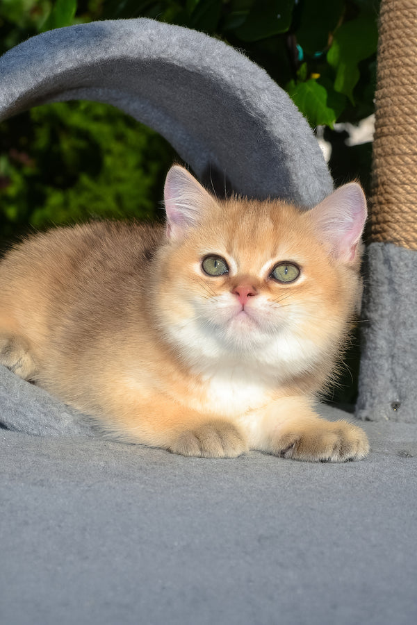 Don | Scottish Straight Kitten