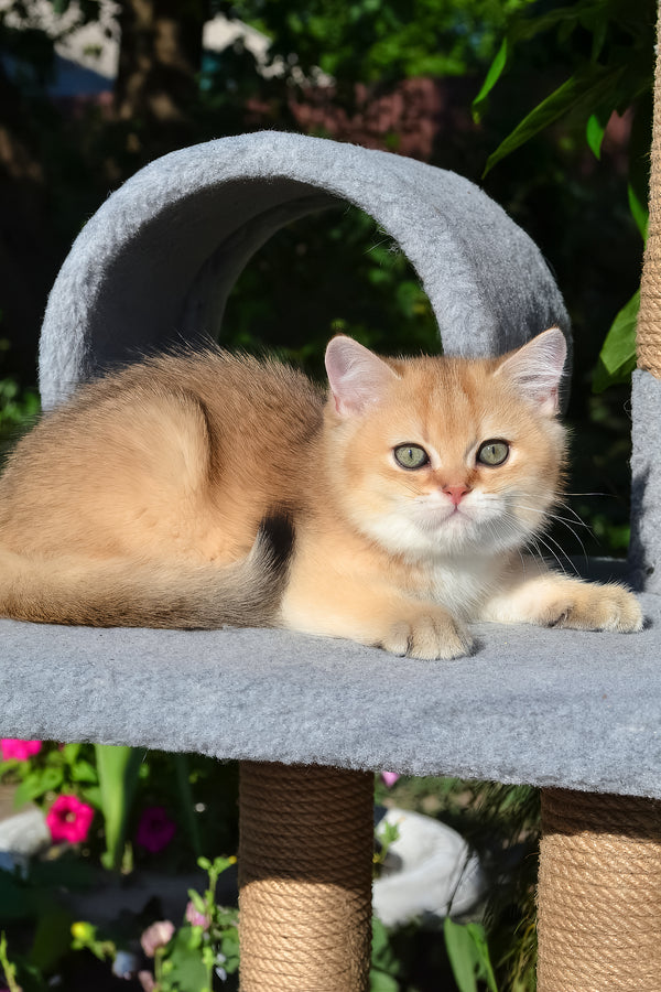 Don | Scottish Straight Kitten