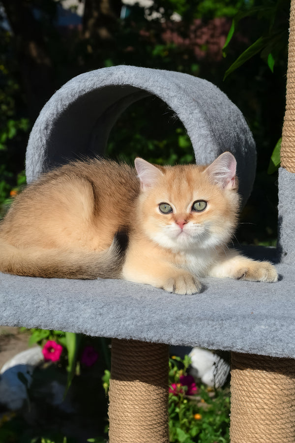 Don | Scottish Straight Kitten