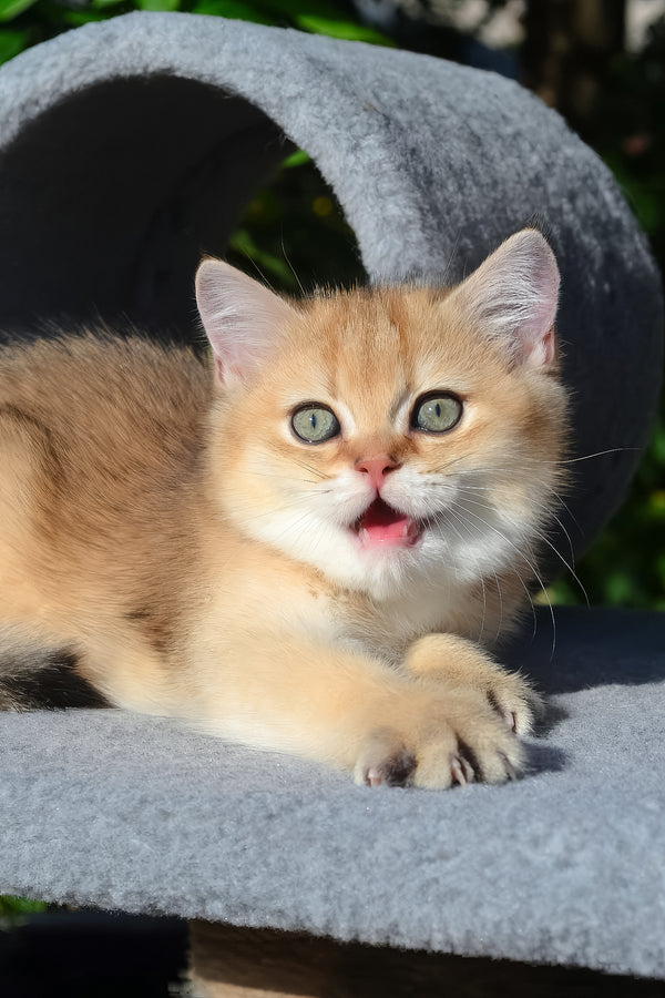 Don | Scottish Straight Kitten