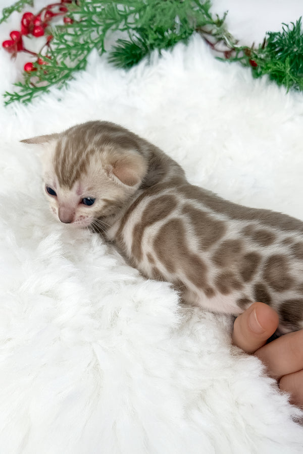Dora | Bengal Kitten