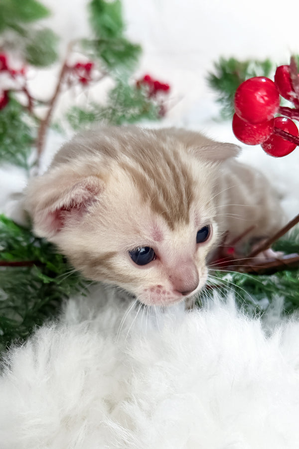 Dora | Bengal Kitten