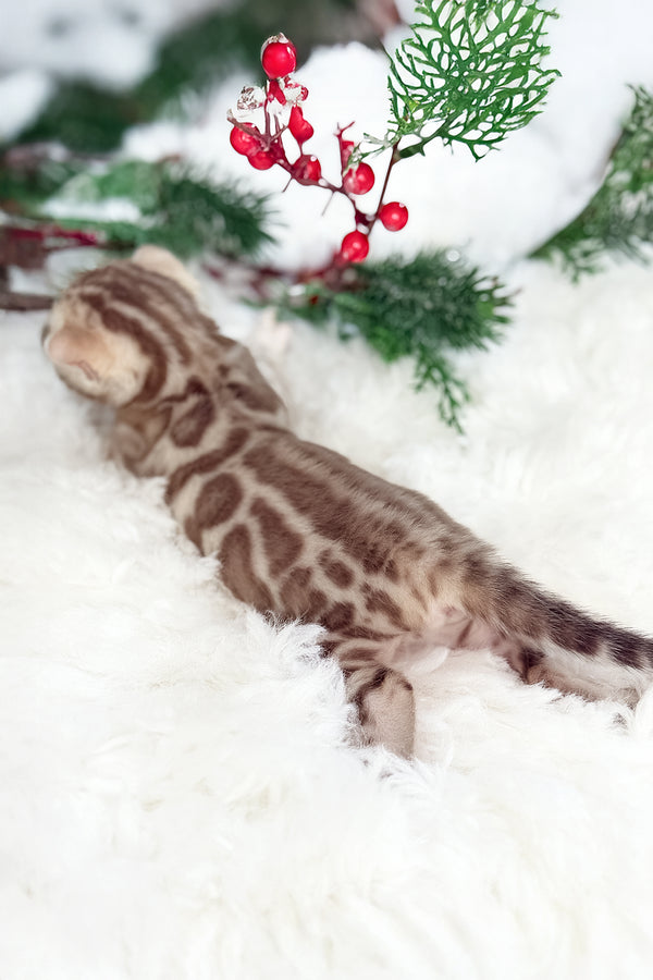 Dora | Bengal Kitten