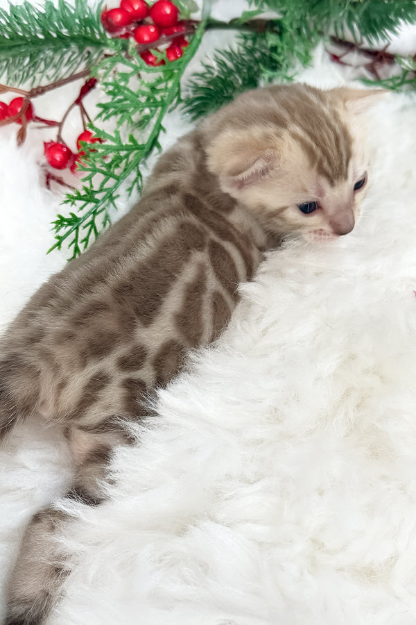 Dora | Bengal Kitten