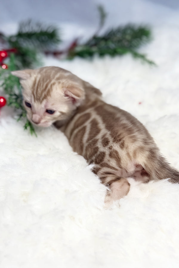 Dora | Bengal Kitten