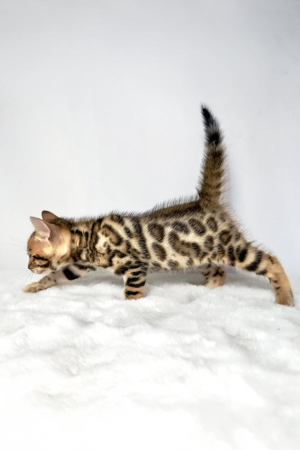 Dora | Bengal Kitten