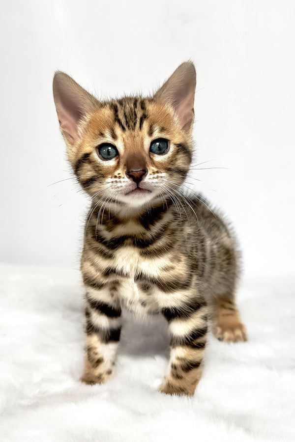 Dora | Bengal Kitten