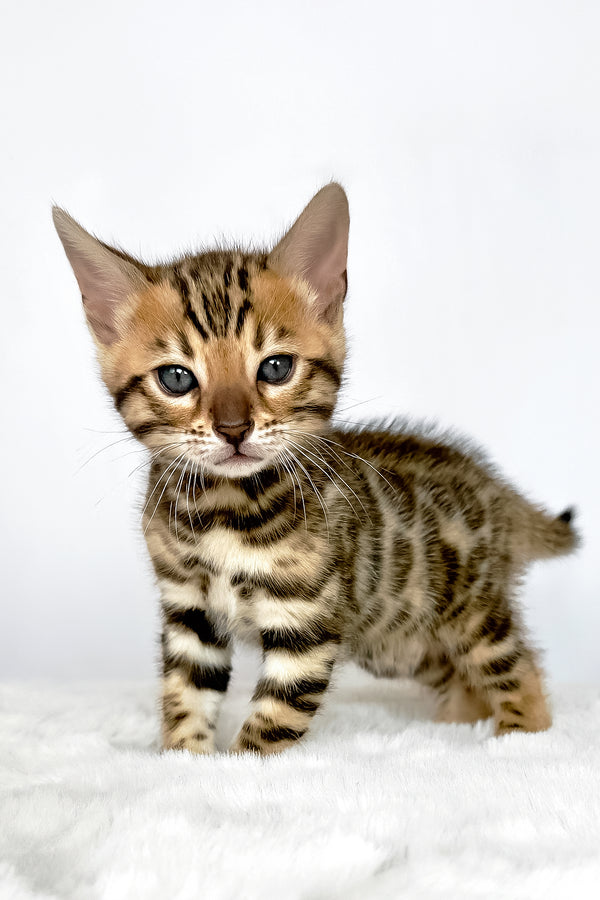 Dora | Bengal Kitten