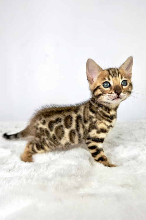 Dora | Bengal Kitten