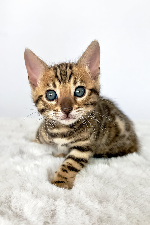 Dora | Bengal Kitten