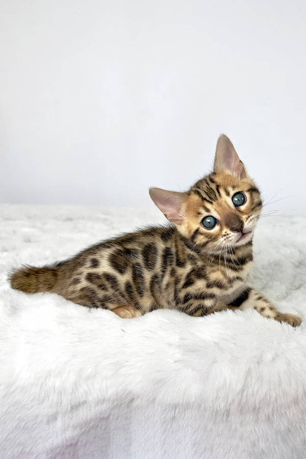 Dora | Bengal Kitten
