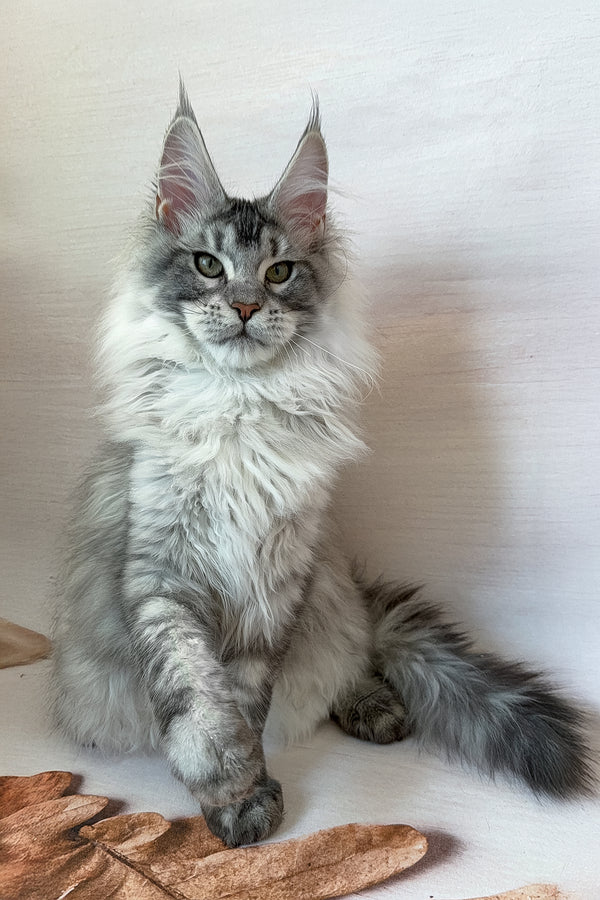 Dora | Maine Coon Kitten