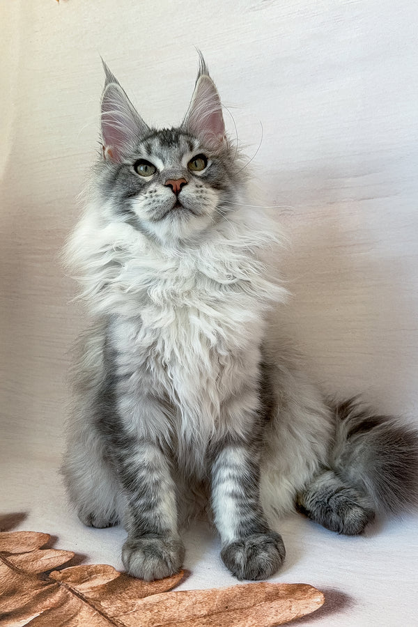 Dora | Maine Coon Kitten