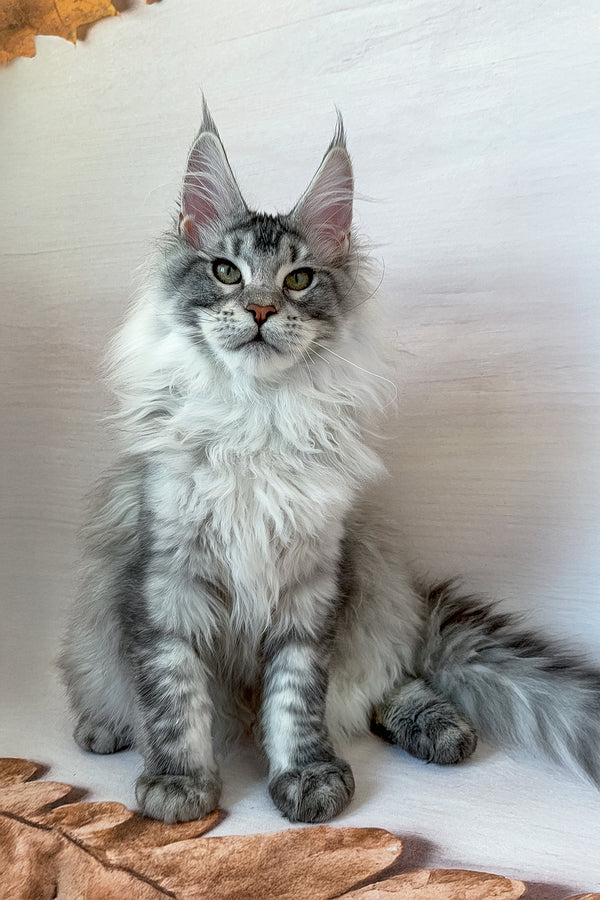 Dora | Maine Coon Kitten