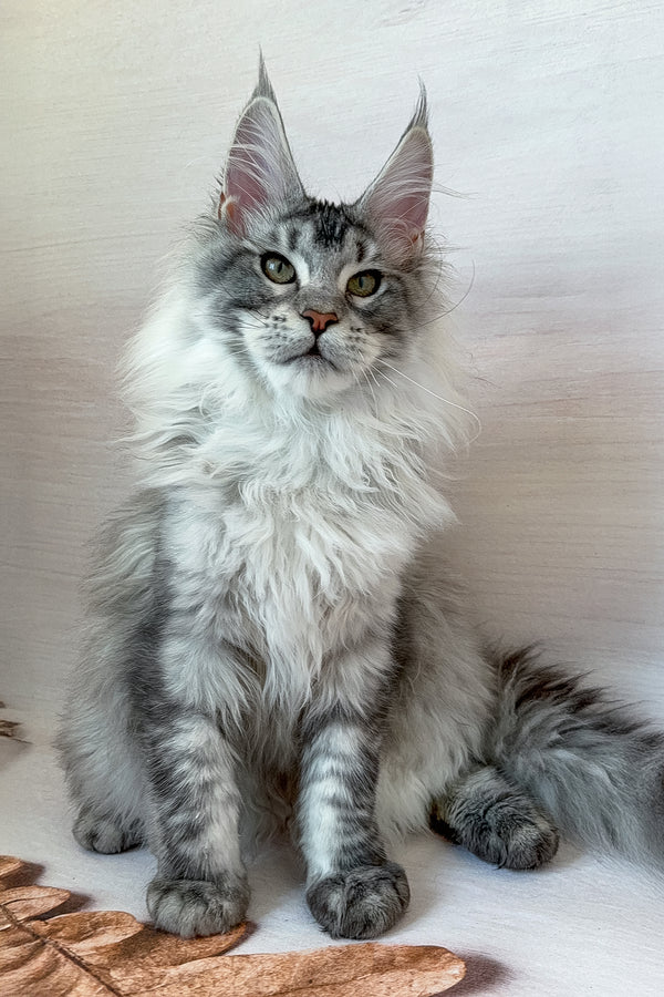 Dora | Maine Coon Kitten