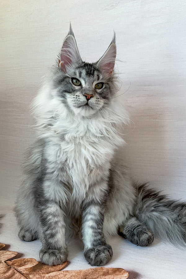 Dora | Maine Coon Kitten
