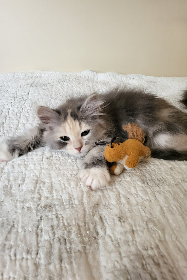 Dora | Siberian Kitten