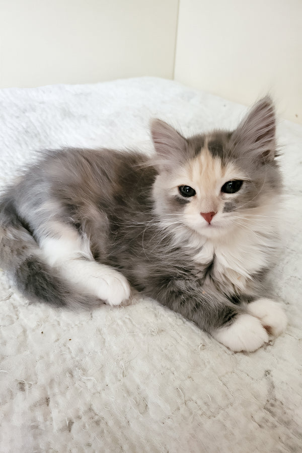 Dora | Siberian Kitten