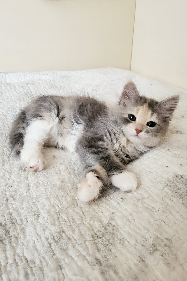 Dora | Siberian Kitten