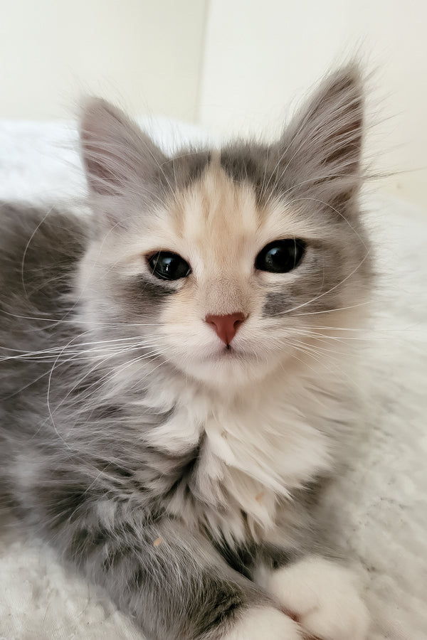 Dora | Siberian Kitten