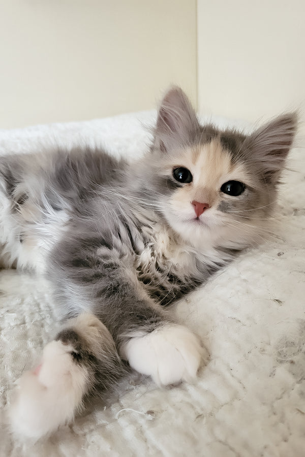 Dora | Siberian Kitten