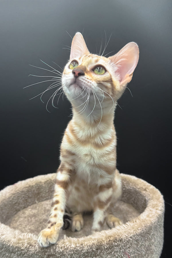 Dora | Bengal Kitten